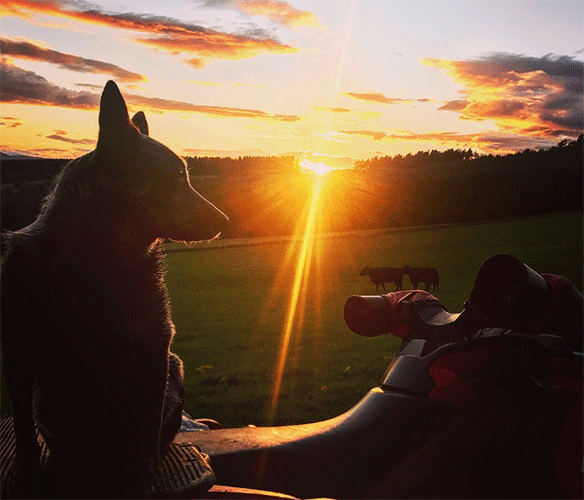 Dog-Sunset.gif