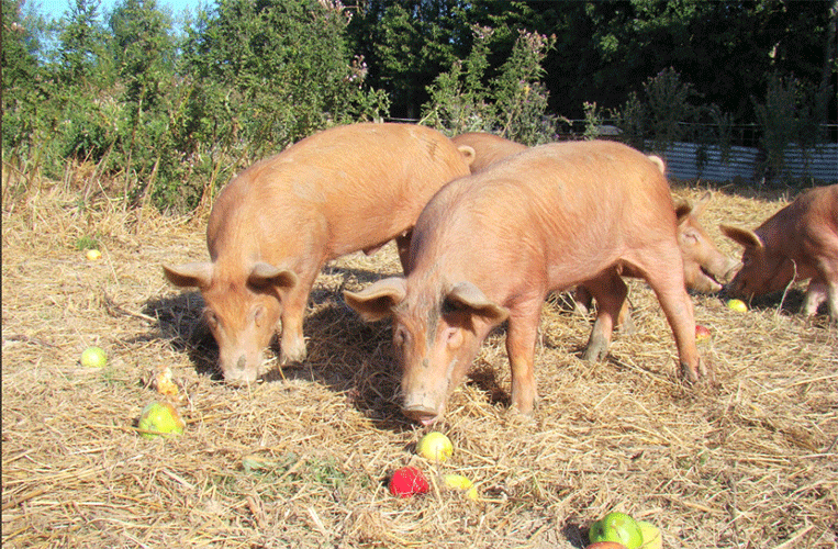 Pigs-F24.gif