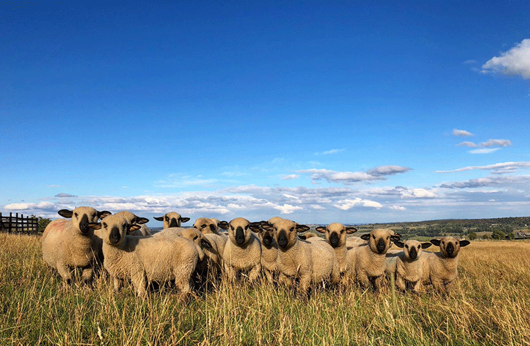 Sheep-Farm24.gif