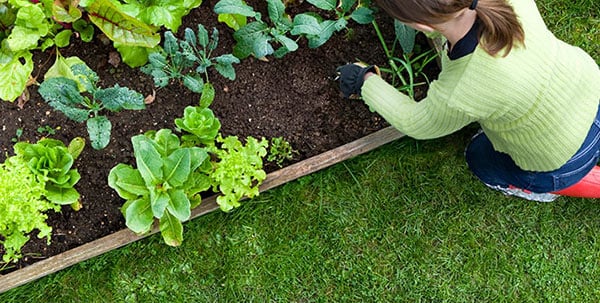 Raised-bed.jpg