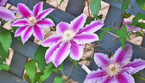 Small Garden Ideas Clematis